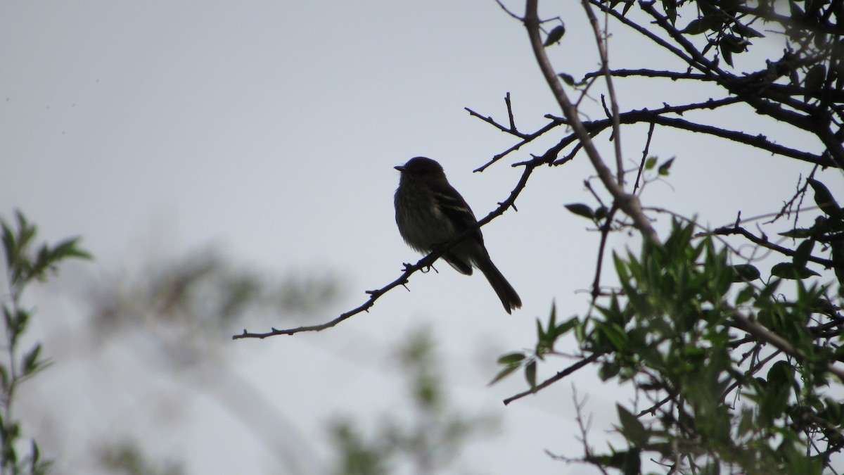 Bran-colored Flycatcher - ML643993487