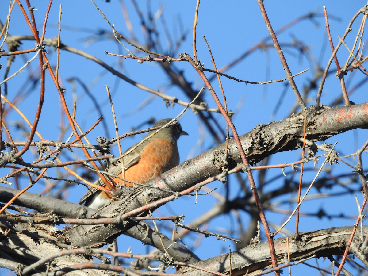 American Robin - ML643993497