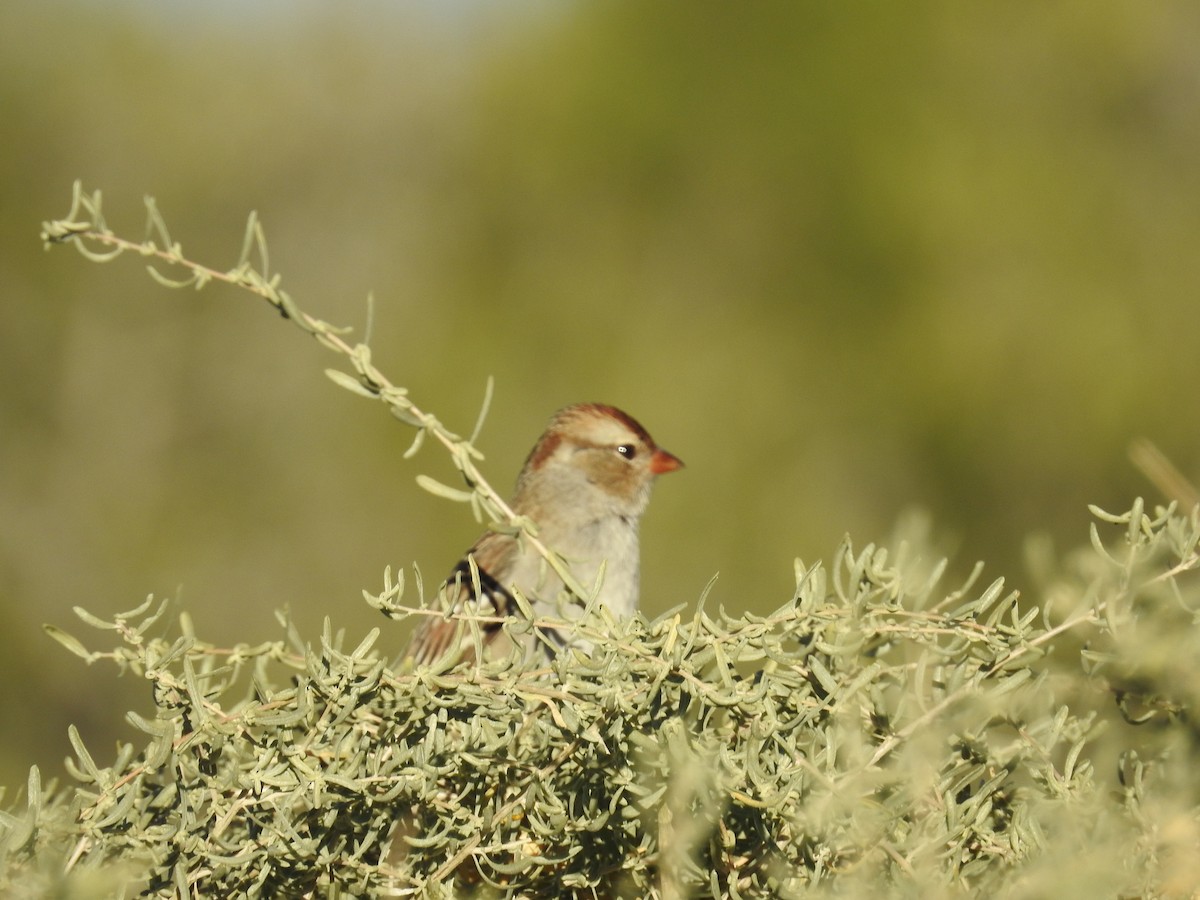 White-crowned Sparrow - ML643993498