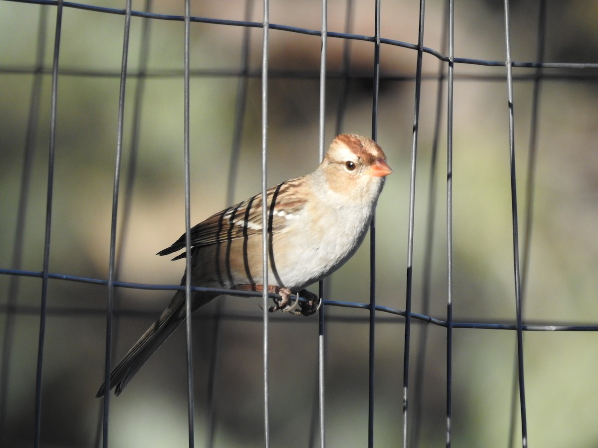 White-crowned Sparrow - ML643993500