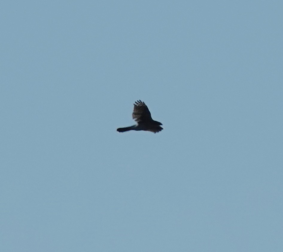 Cooper's Hawk - ML643993501