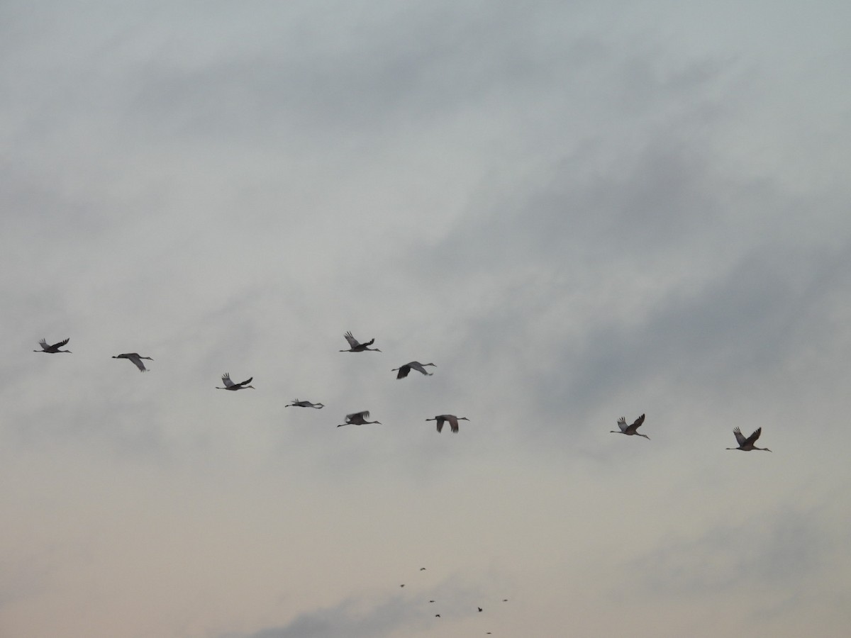 Sandhill Crane - ML643993503