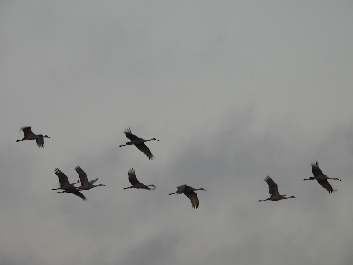 Sandhill Crane - ML643993504