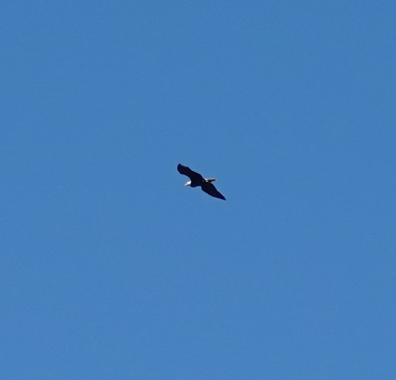Bald Eagle - ML643993506
