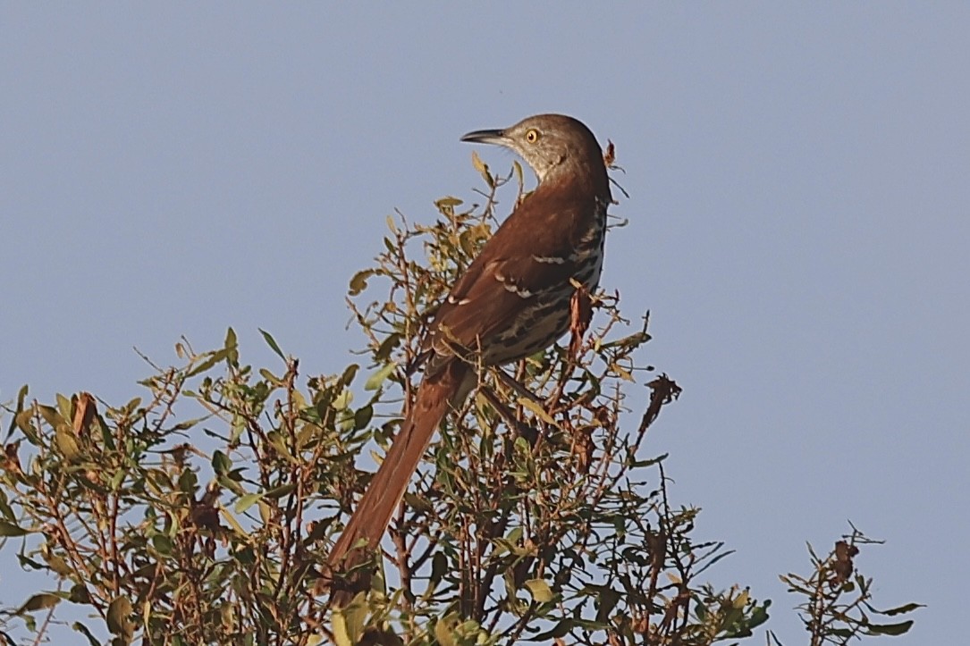 Brown Thrasher - ML643993508