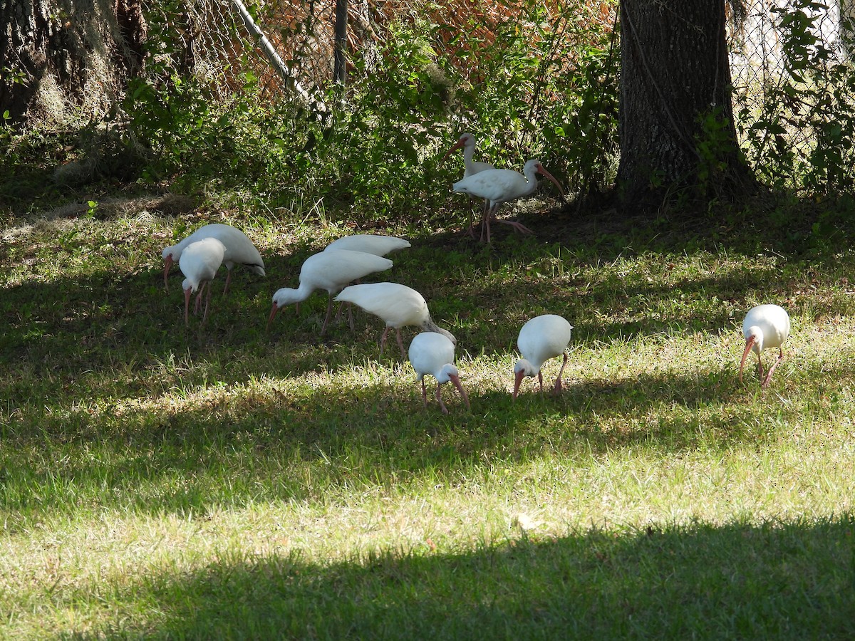 White Ibis - ML643993509