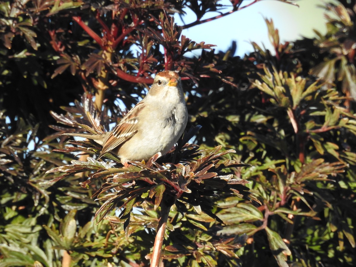 White-crowned Sparrow - ML643993510