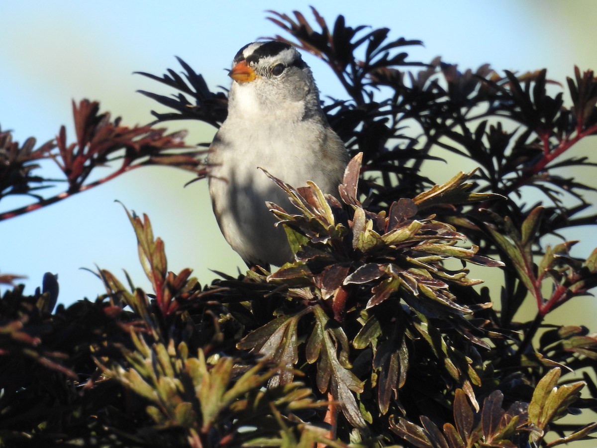 White-crowned Sparrow - ML643993512