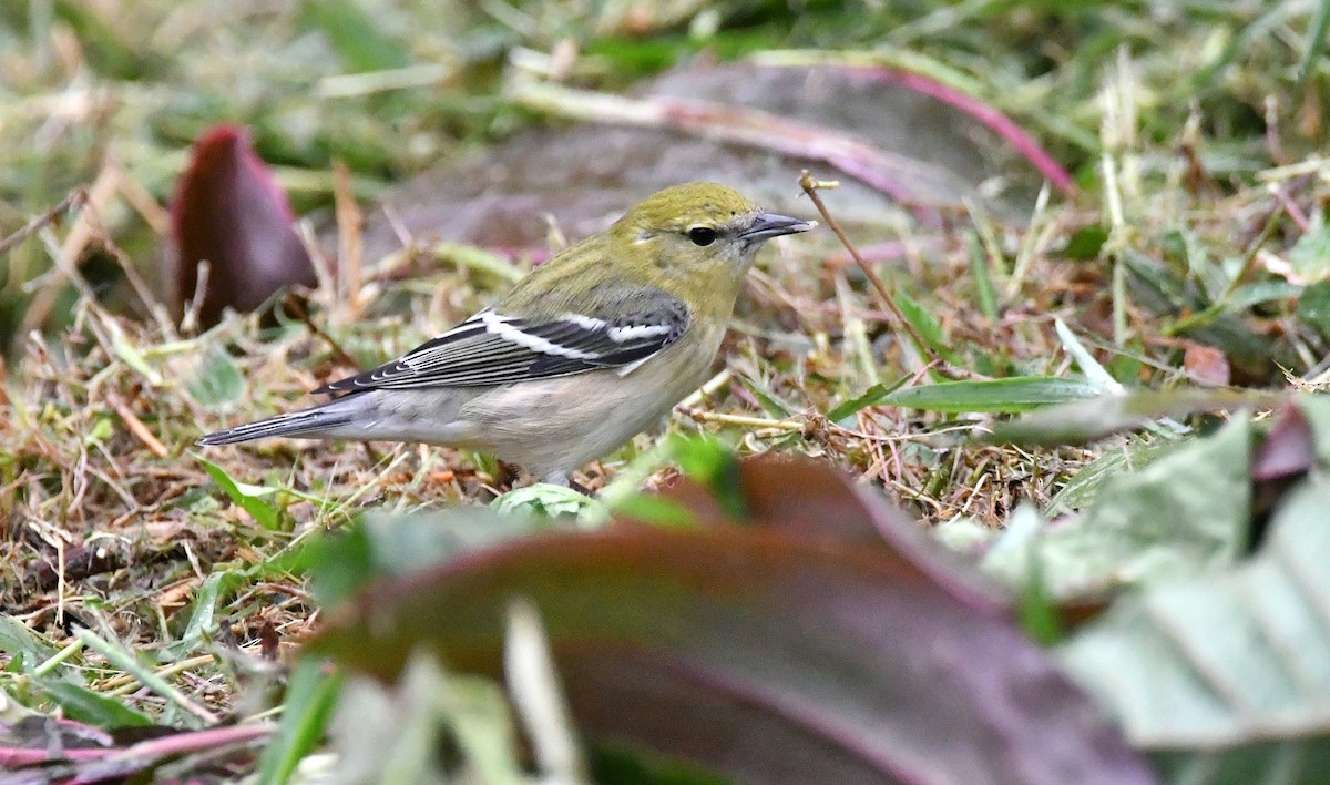Bay-breasted Warbler - ML643993520