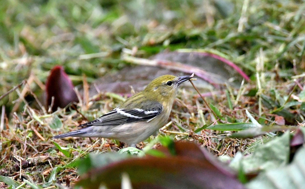 Bay-breasted Warbler - ML643993521
