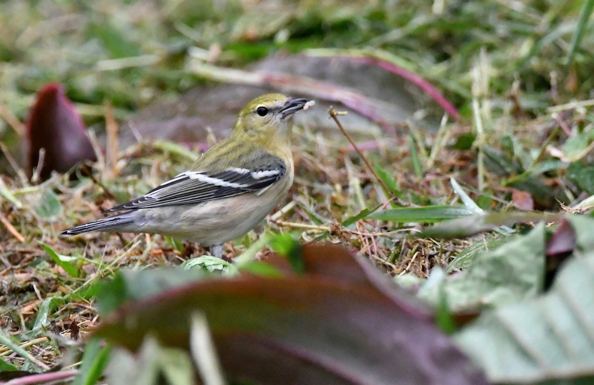 Bay-breasted Warbler - ML643993522