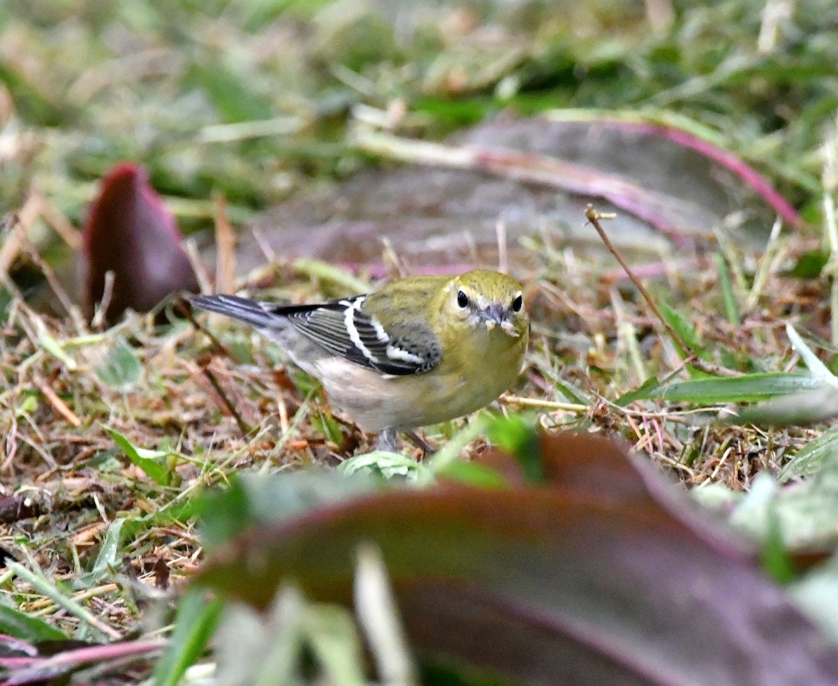 Bay-breasted Warbler - ML643993523