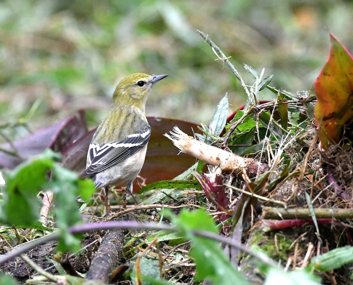 Bay-breasted Warbler - ML643993524