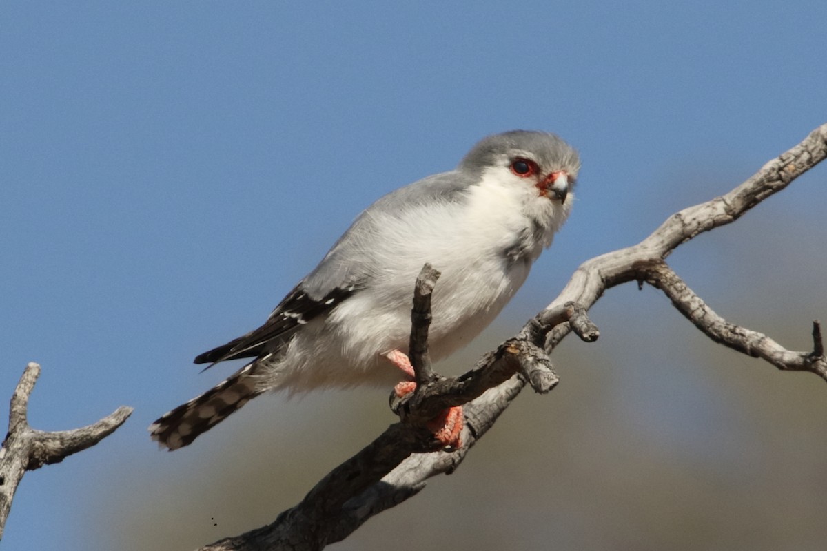 Pygmy Falcon - ML643993528