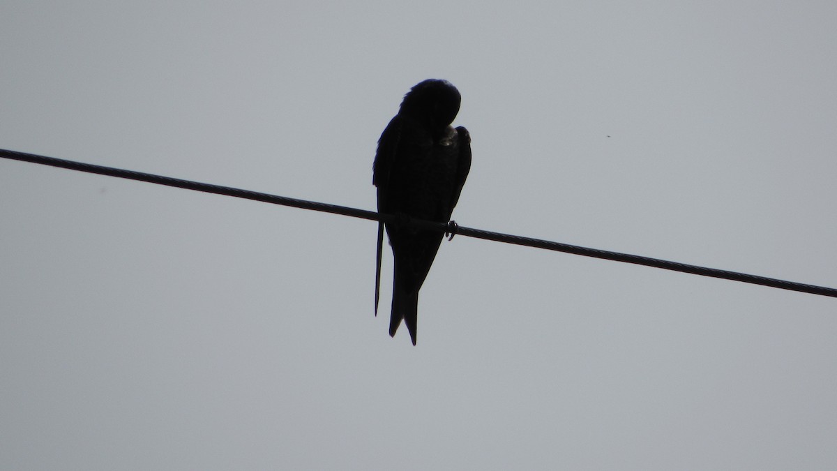 Southern Martin - ML643993549