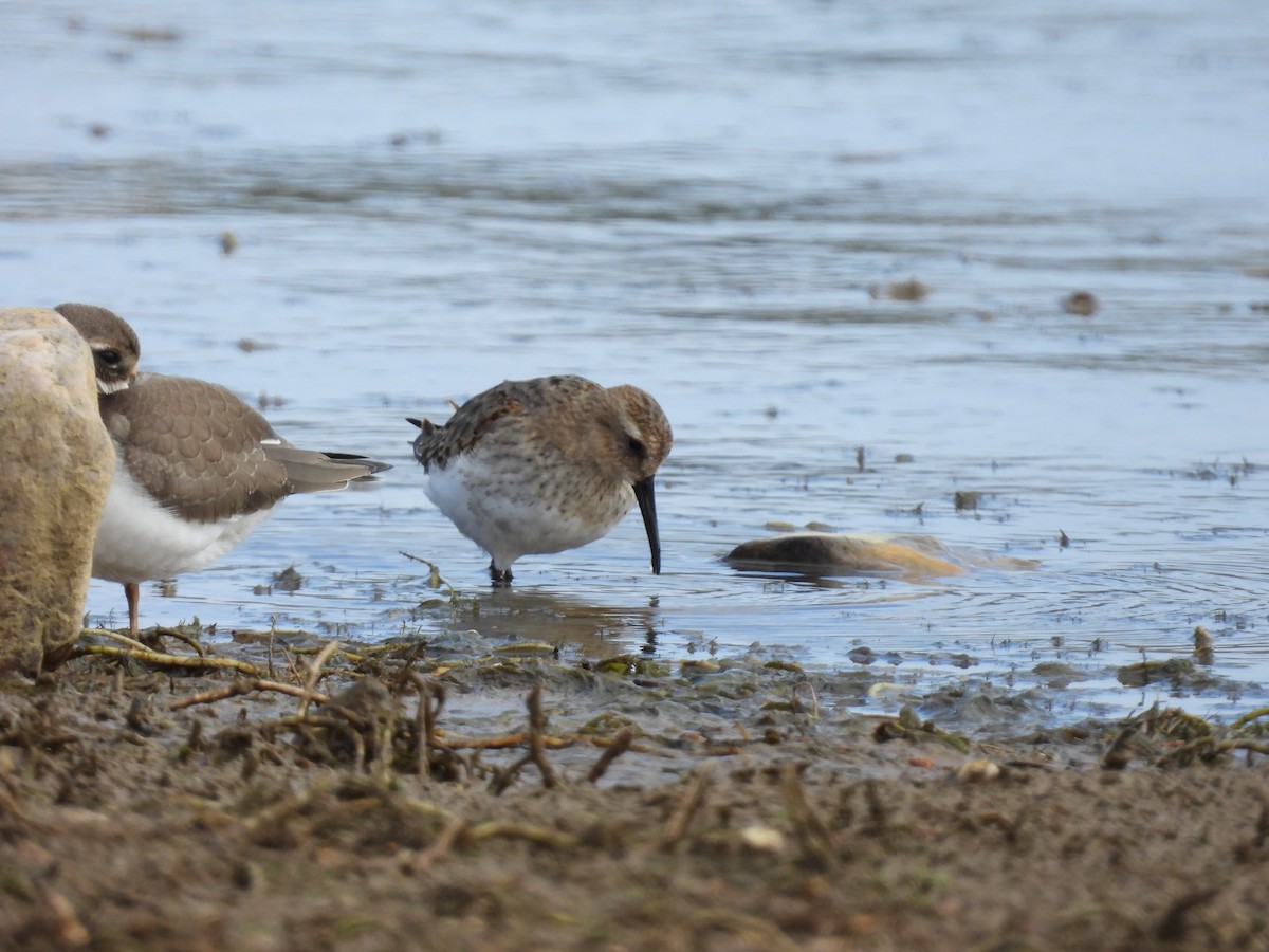 Dunlin - ML643993555