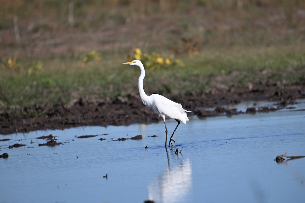 egretthegre - ML643993558
