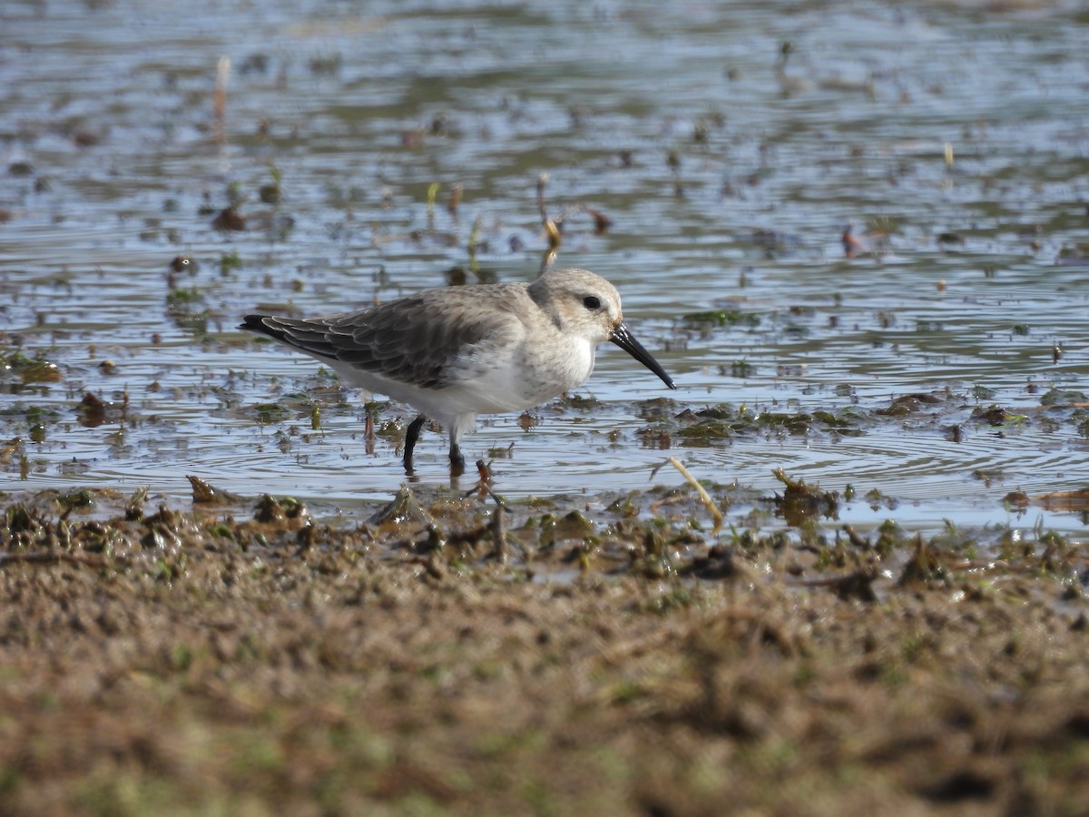 Dunlin - ML643993563
