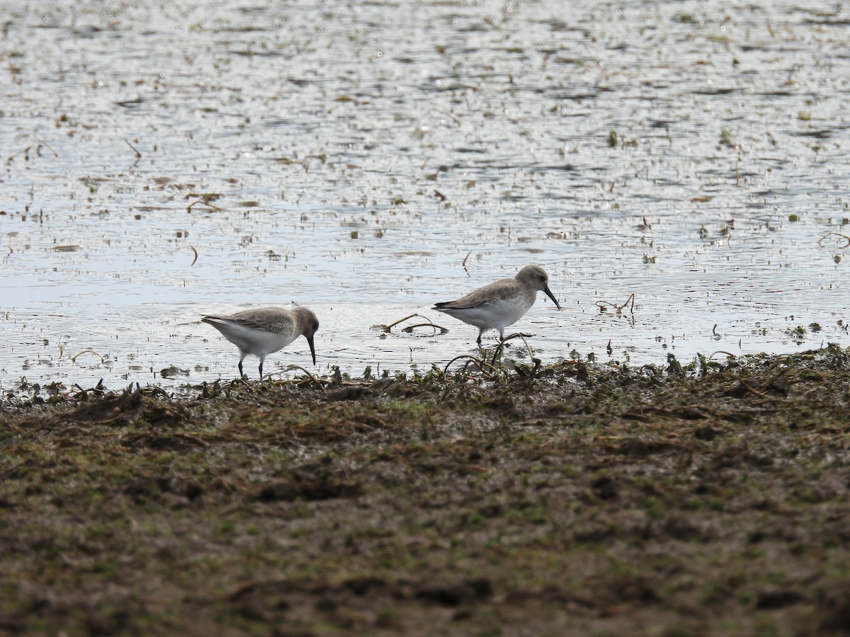 Dunlin - ML643993564