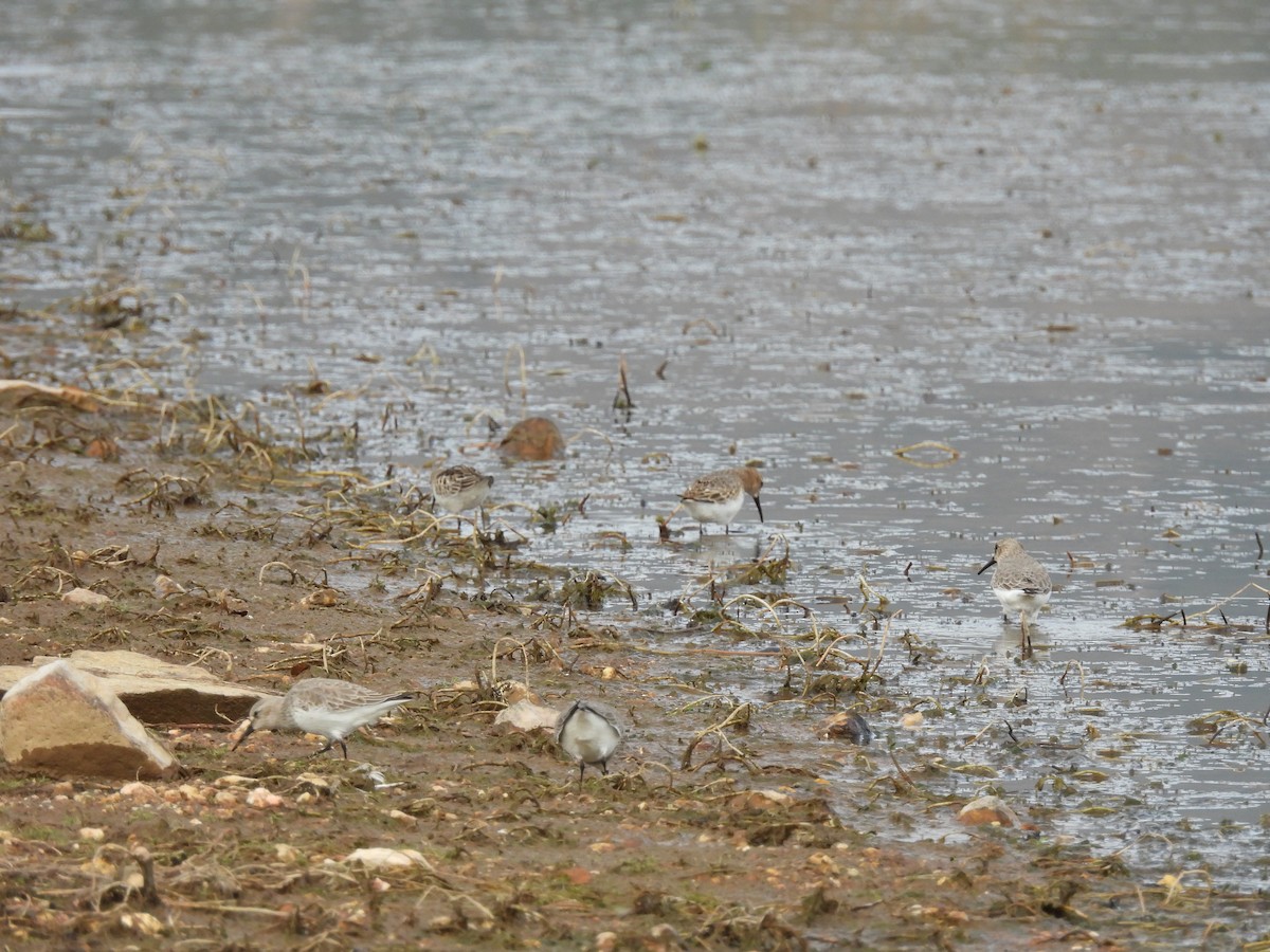 Dunlin - ML643993565