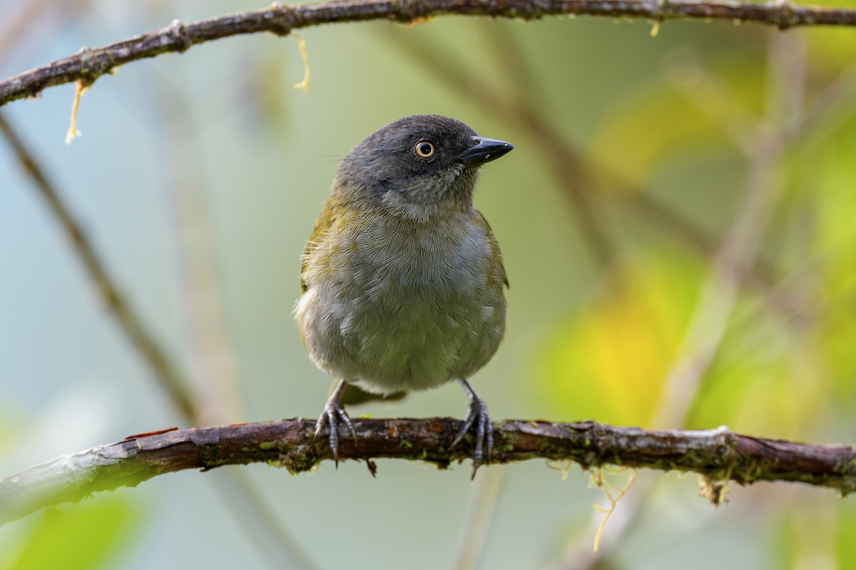 Dusky Chlorospingus - ML643993574