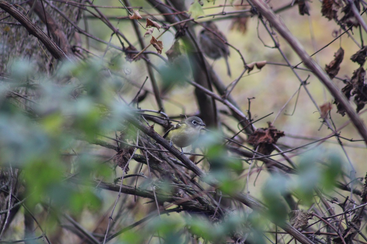 Graukopfvireo - ML643993576