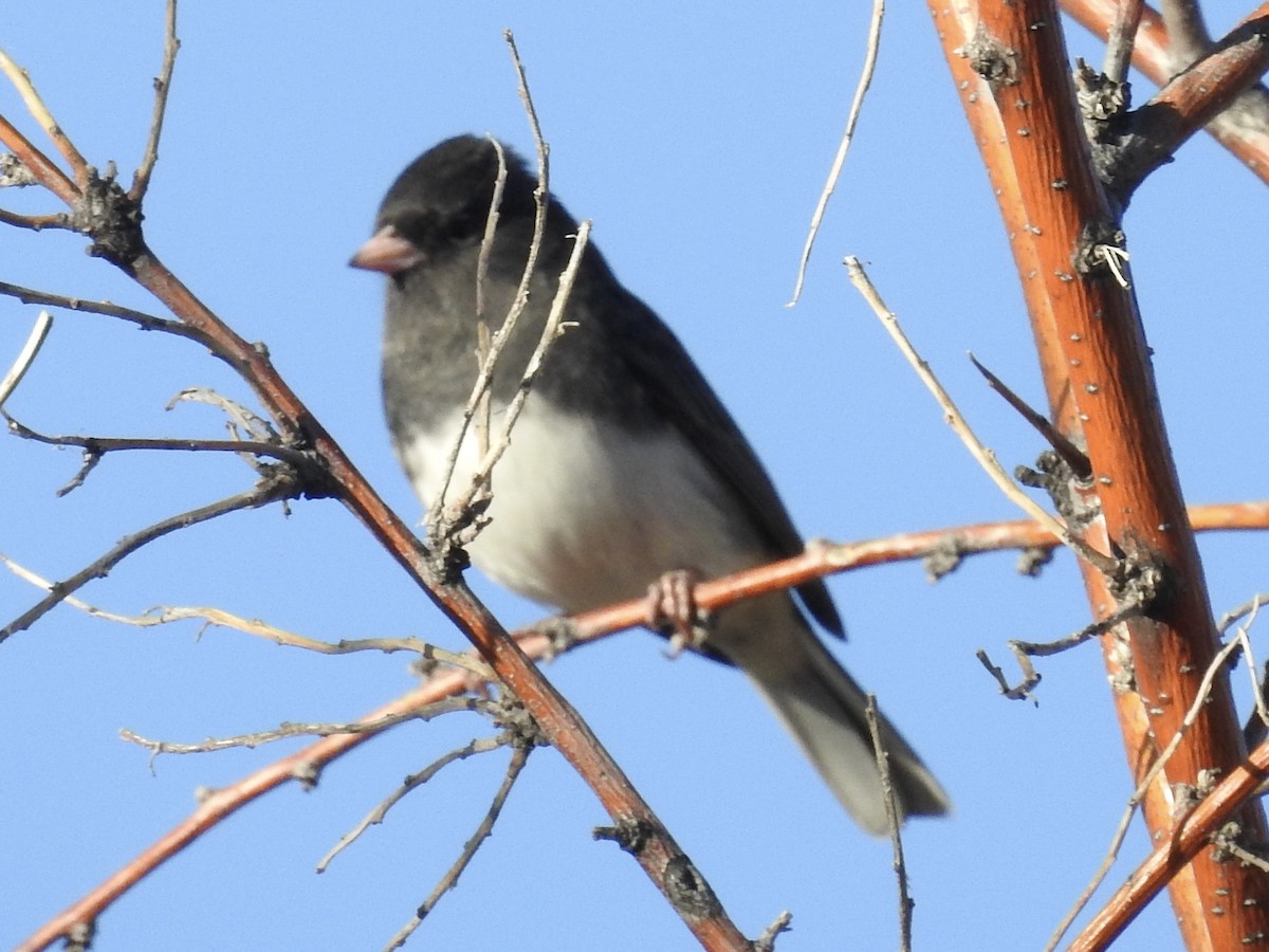 vinterjunko (hyemalis/carolinensis/cismontanus) - ML643993581