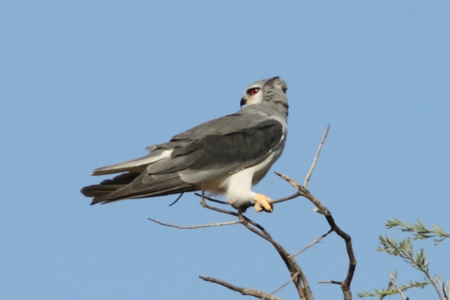 Black-winged Kite - ML643993584