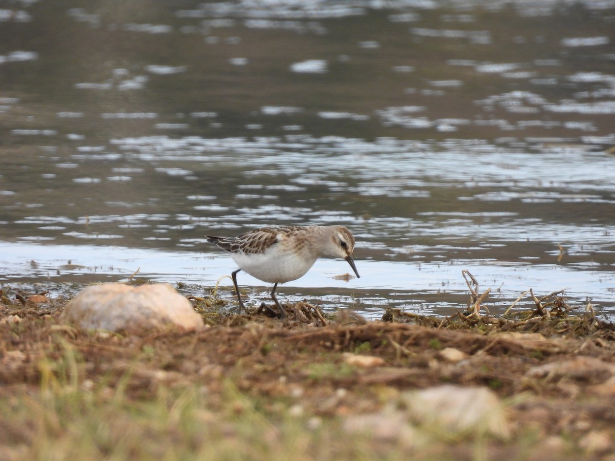 Little Stint - ML643993587
