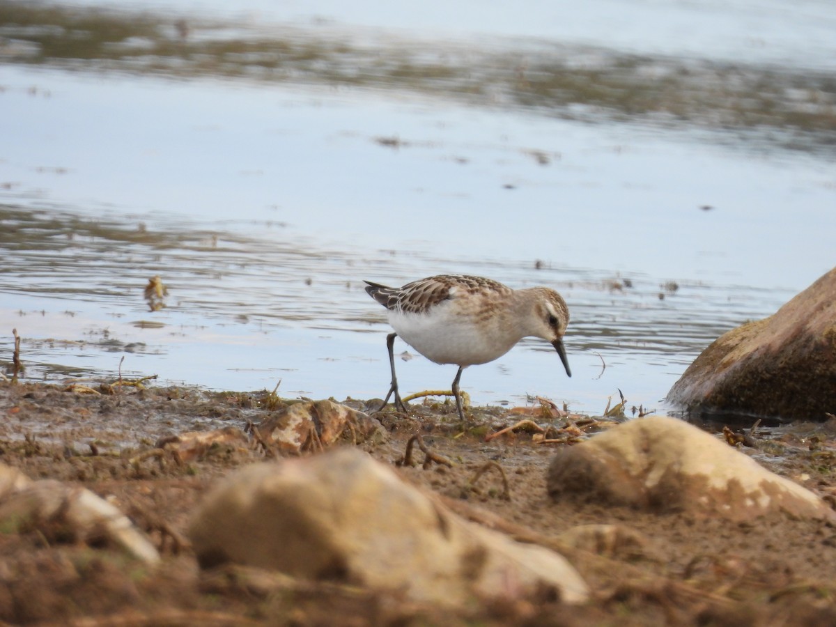 Little Stint - ML643993588