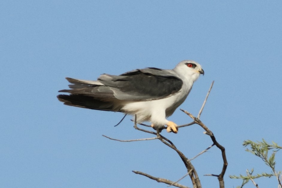 Black-winged Kite - ML643993600