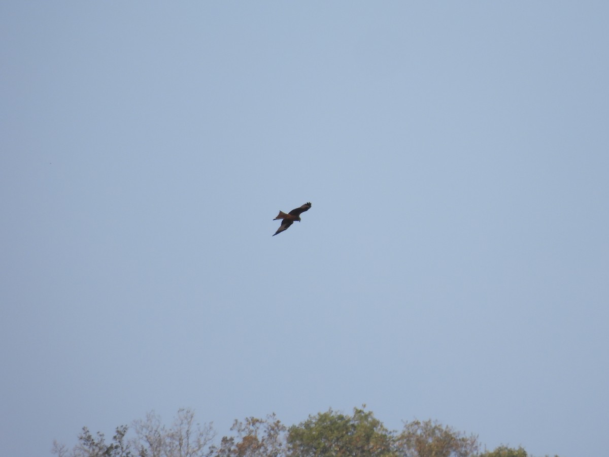 Red Kite - ML643993603