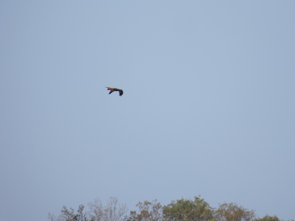 Red Kite - ML643993604