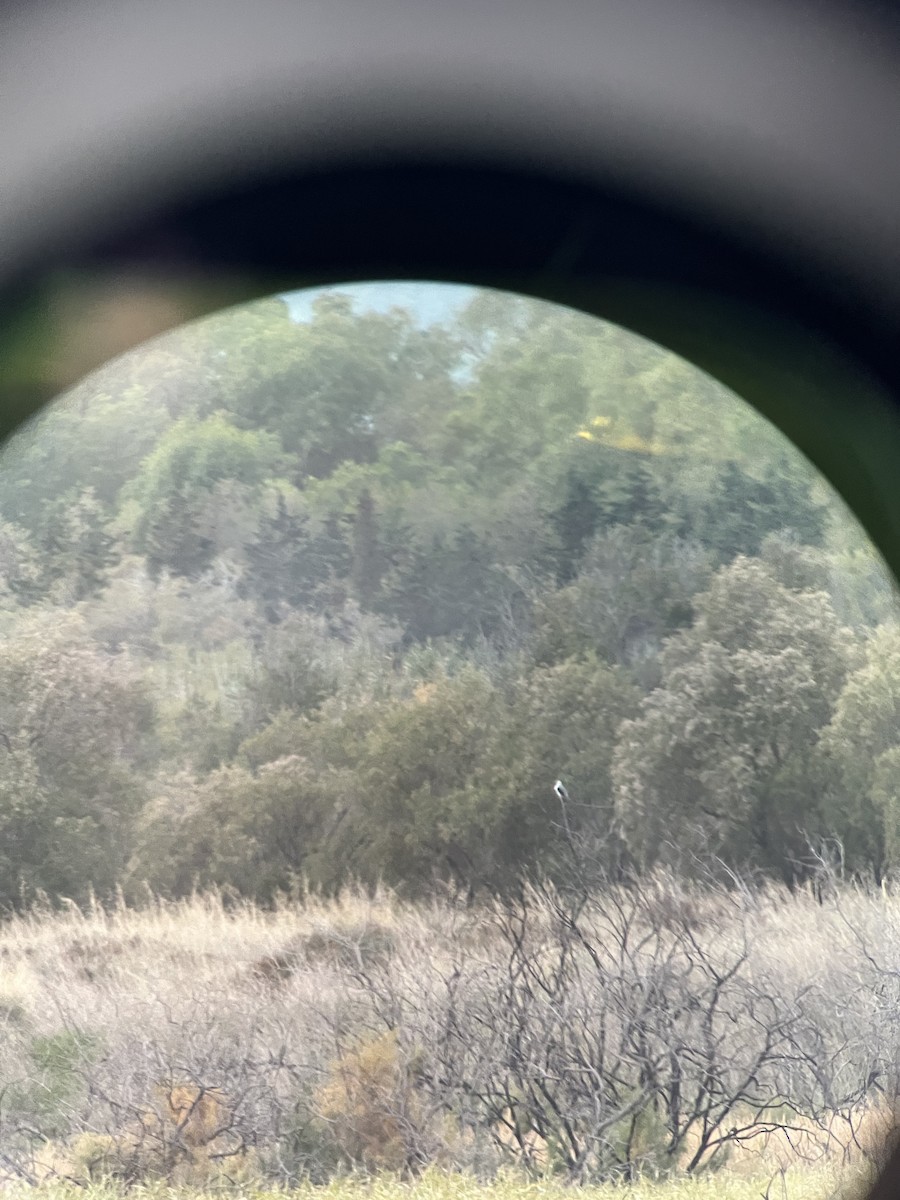 Black-winged Kite - ML643993613