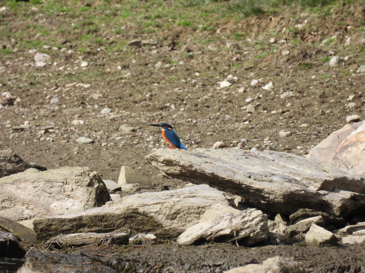 Common Kingfisher - ML643993619