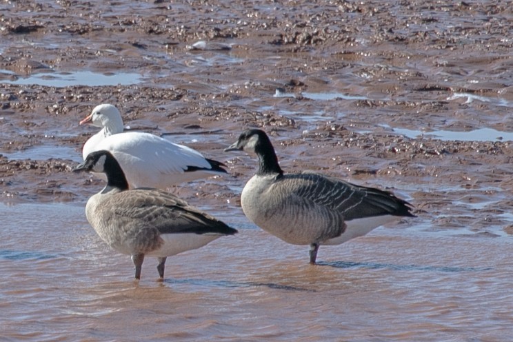 Ross's Goose - ML643993622