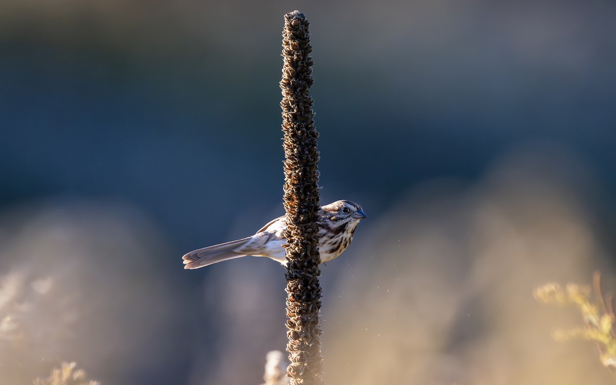 strnadec zpěvný - ML643993624