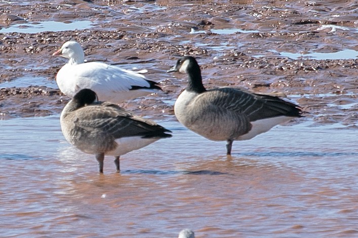 Ross's Goose - ML643993634