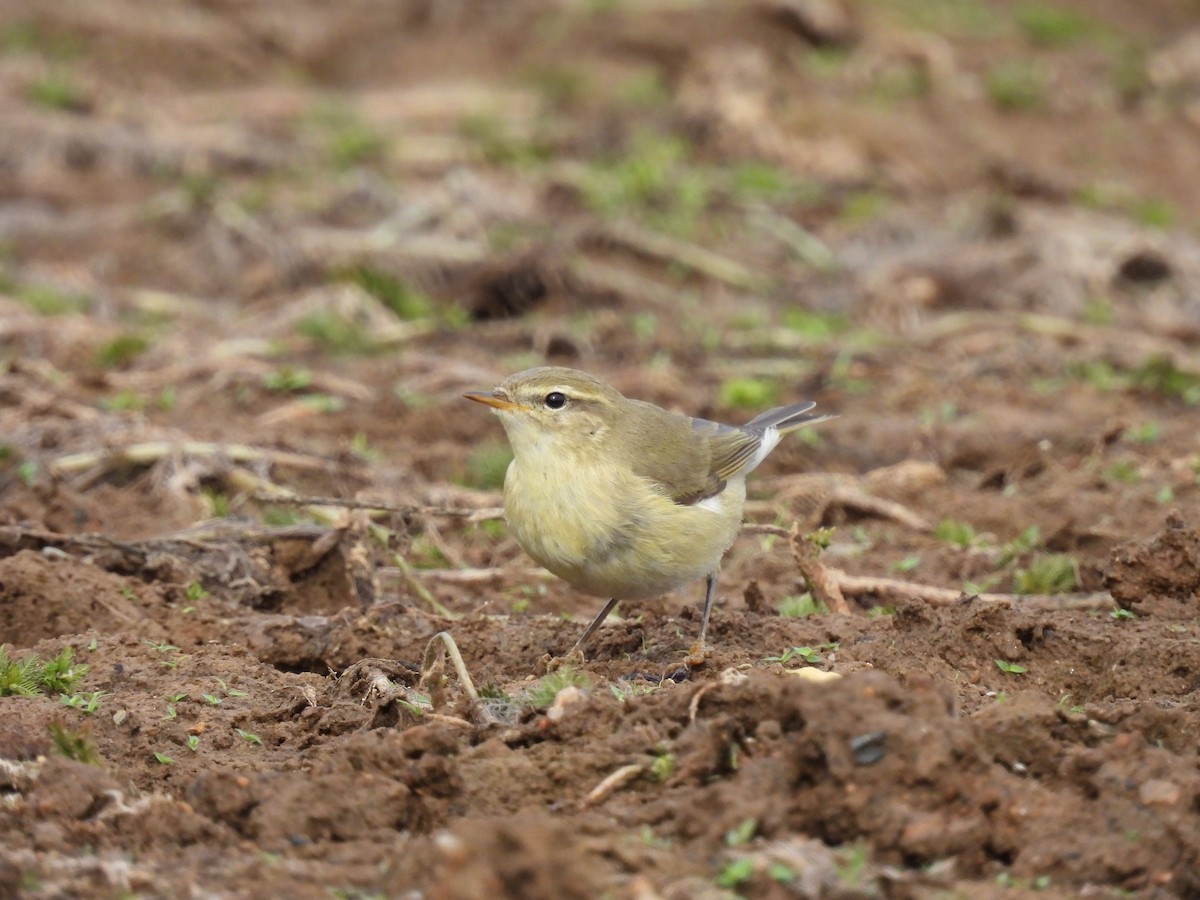 Willow Warbler - ML643993635
