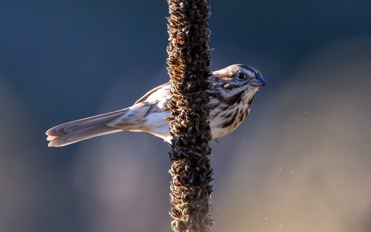 strnadec zpěvný - ML643993641