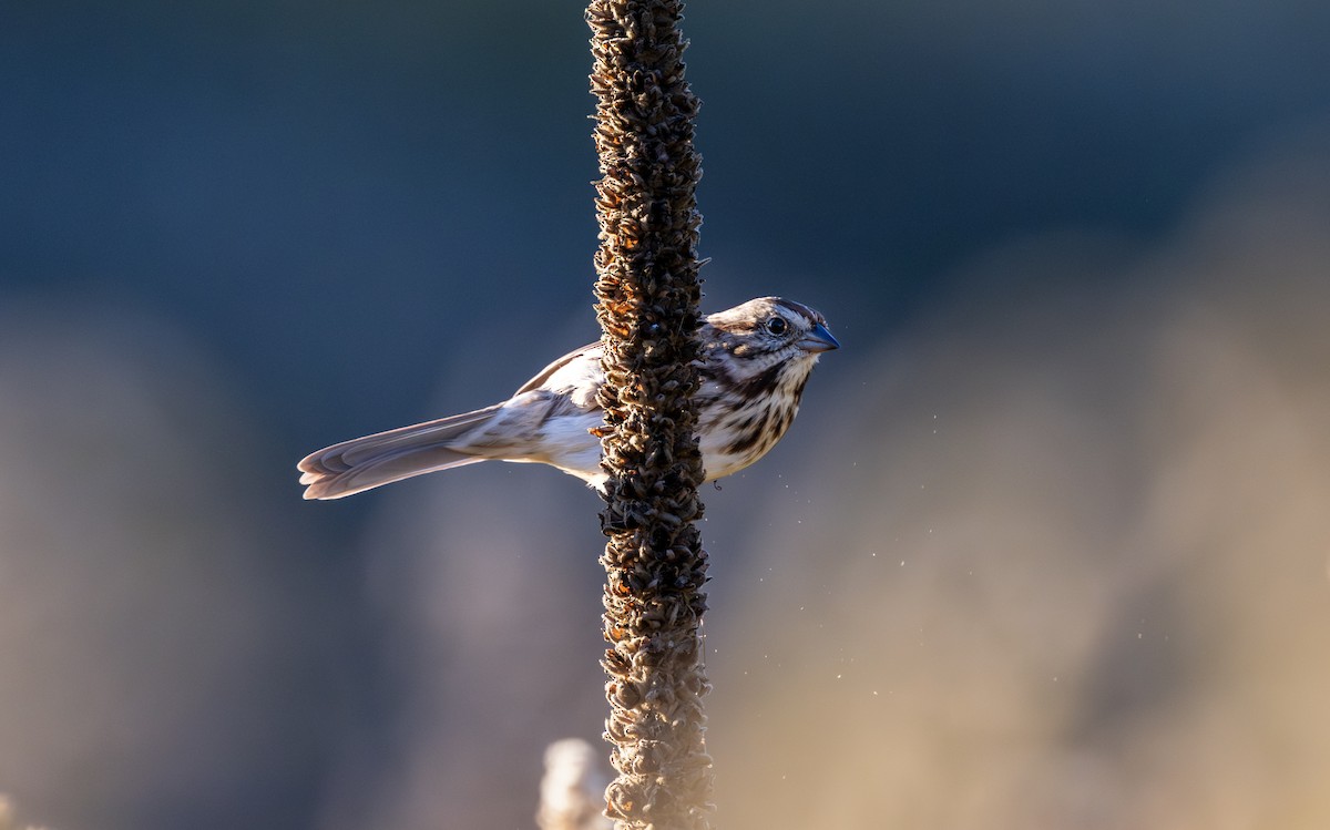 strnadec zpěvný - ML643993642