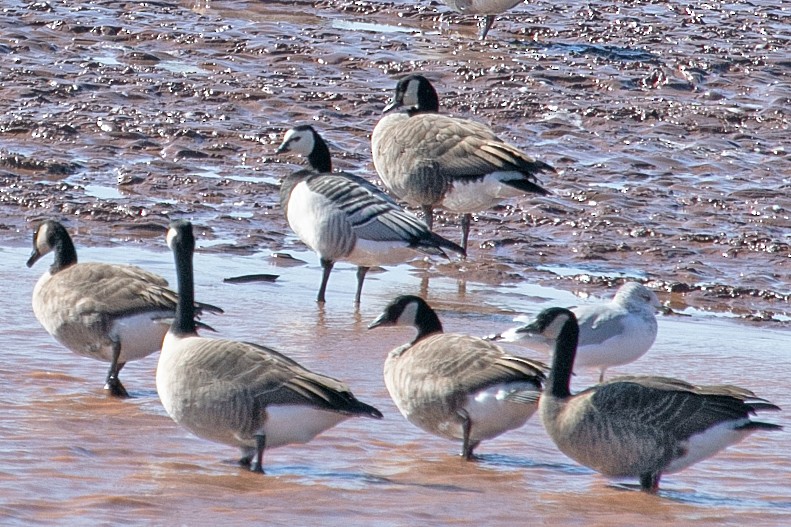 Barnacle Goose - ML643993663