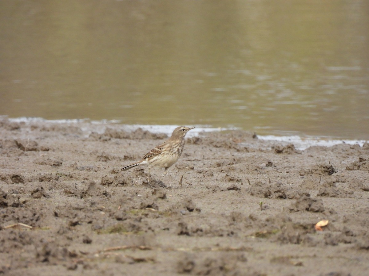 Water Pipit - ML643993682