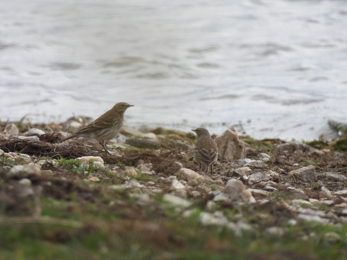 Water Pipit - ML643993683