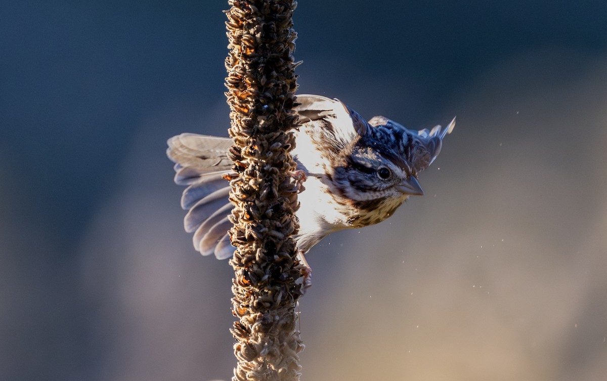 strnadec zpěvný - ML643993689