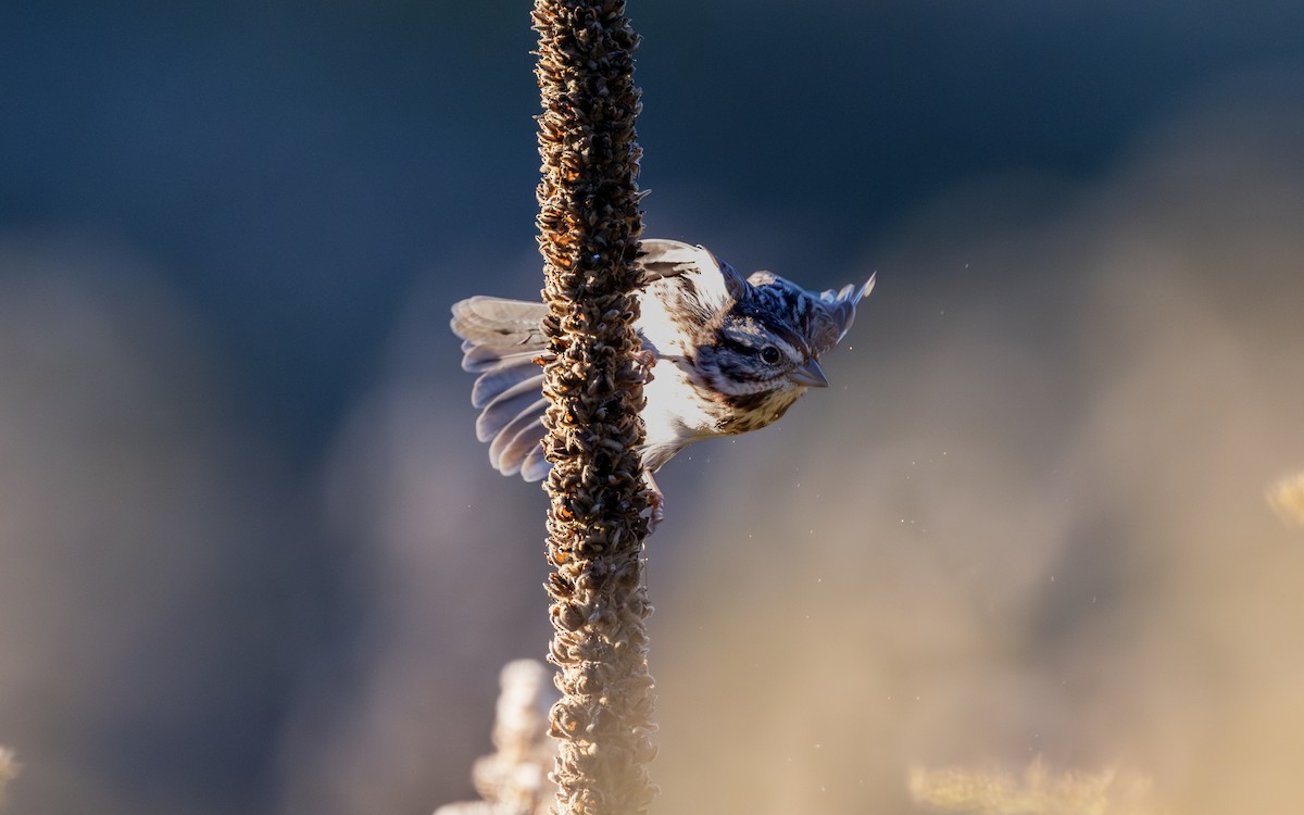 strnadec zpěvný - ML643993690