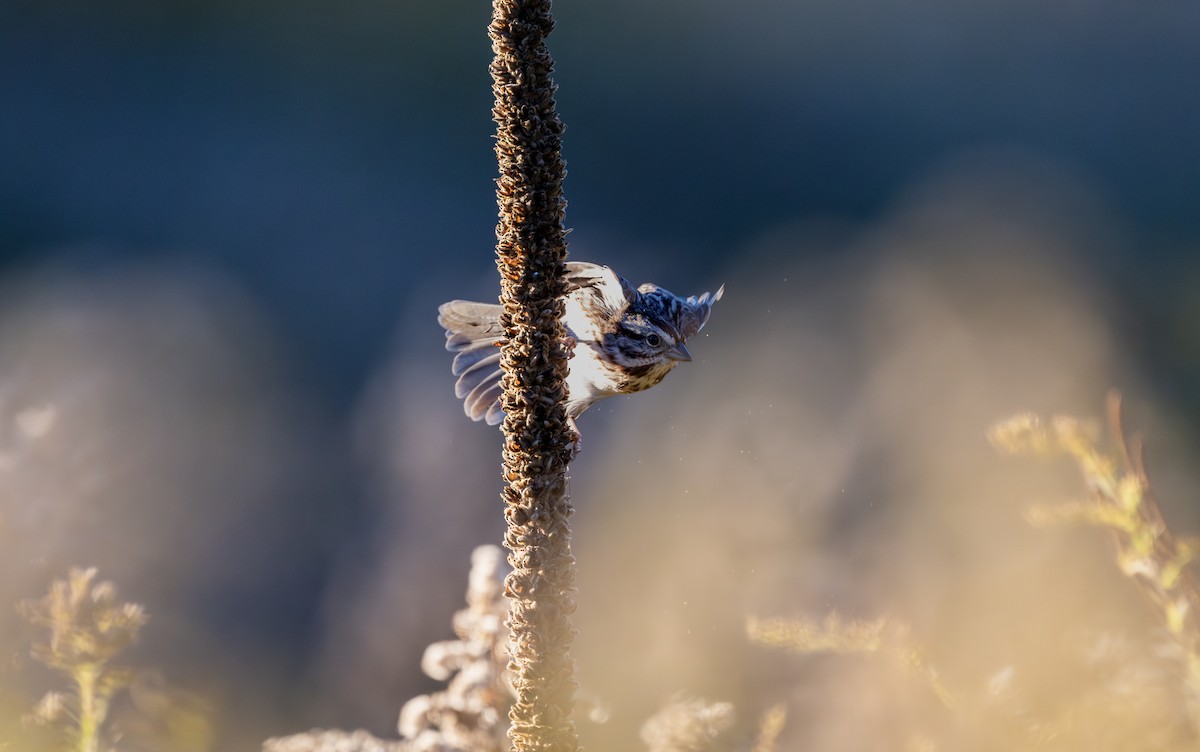 strnadec zpěvný - ML643993692