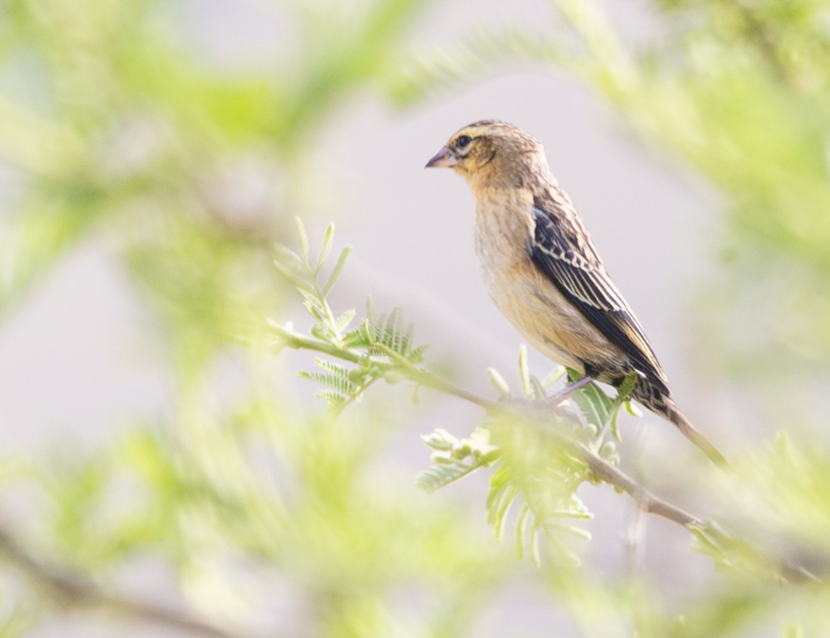 Red-collared Widowbird - ML643993700