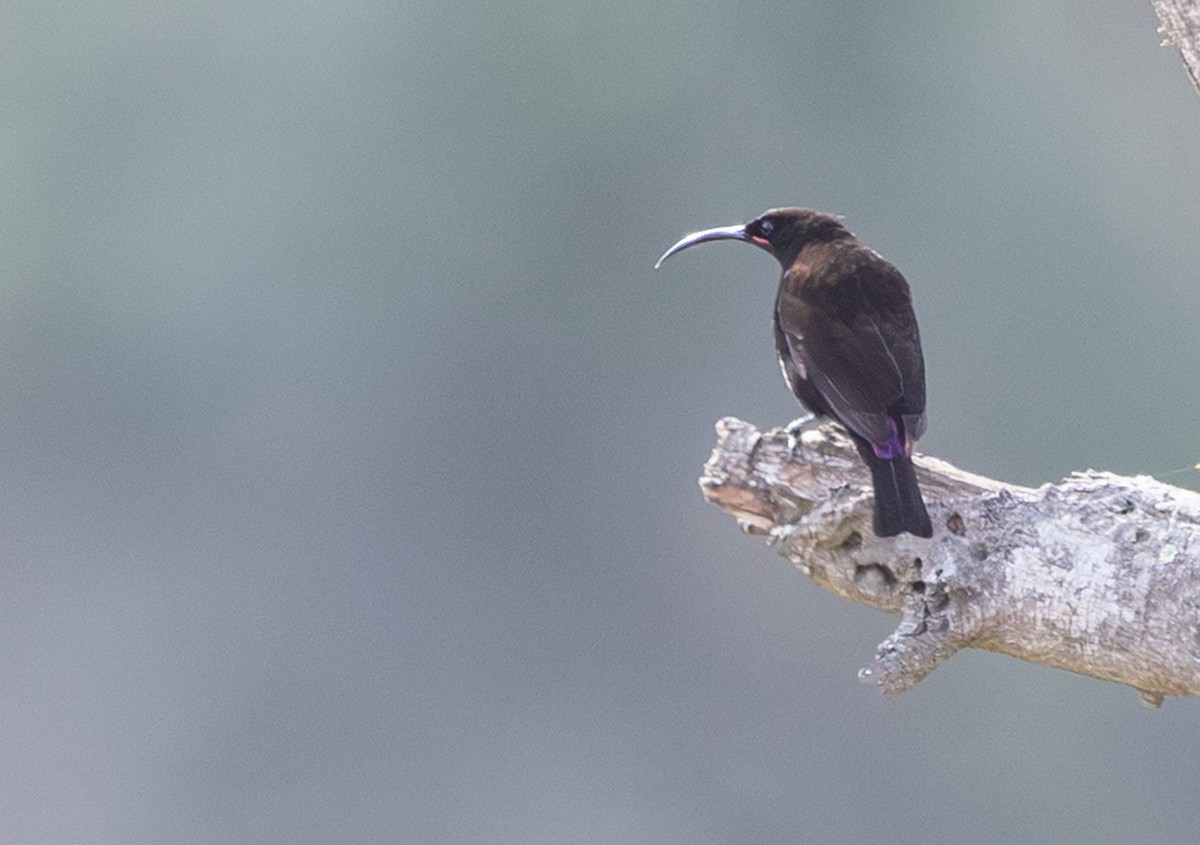 Amethyst Sunbird - ML643993718