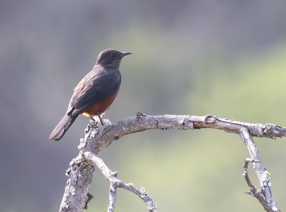 Mocking Cliff-Chat - ML643993729